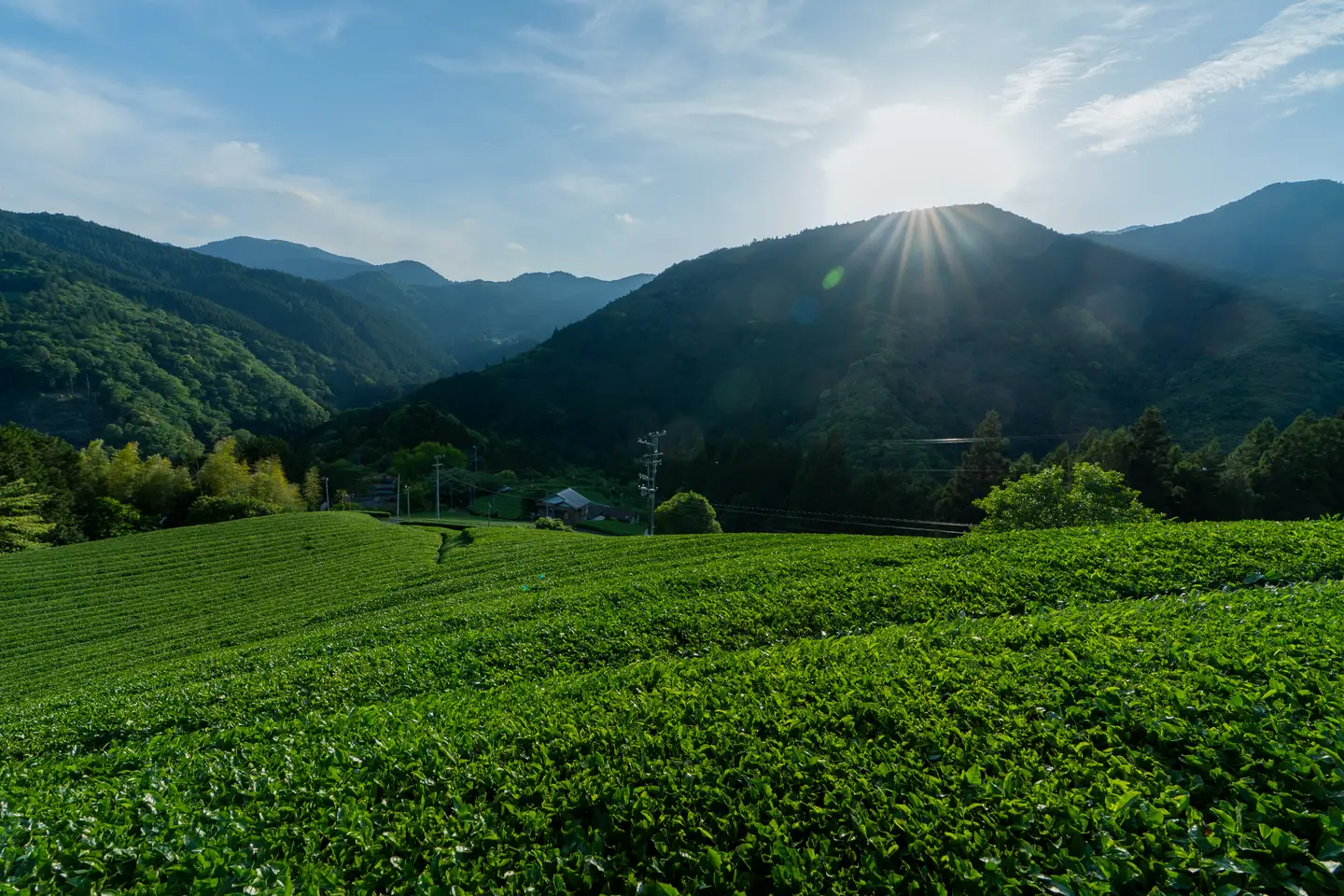 Terraced tea fields on the misty slopes of Kawane, Shizuoka